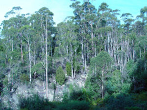 Эвкалиптовый лес на Тасмании фото